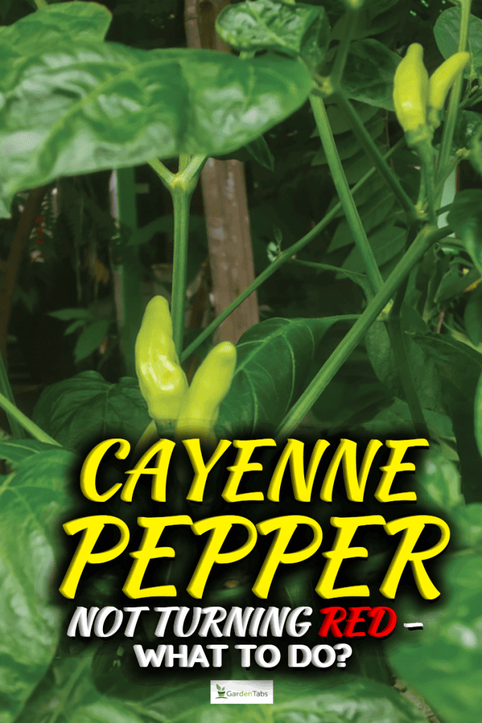 Cayenne Pepper Not Turning Red - What To Do