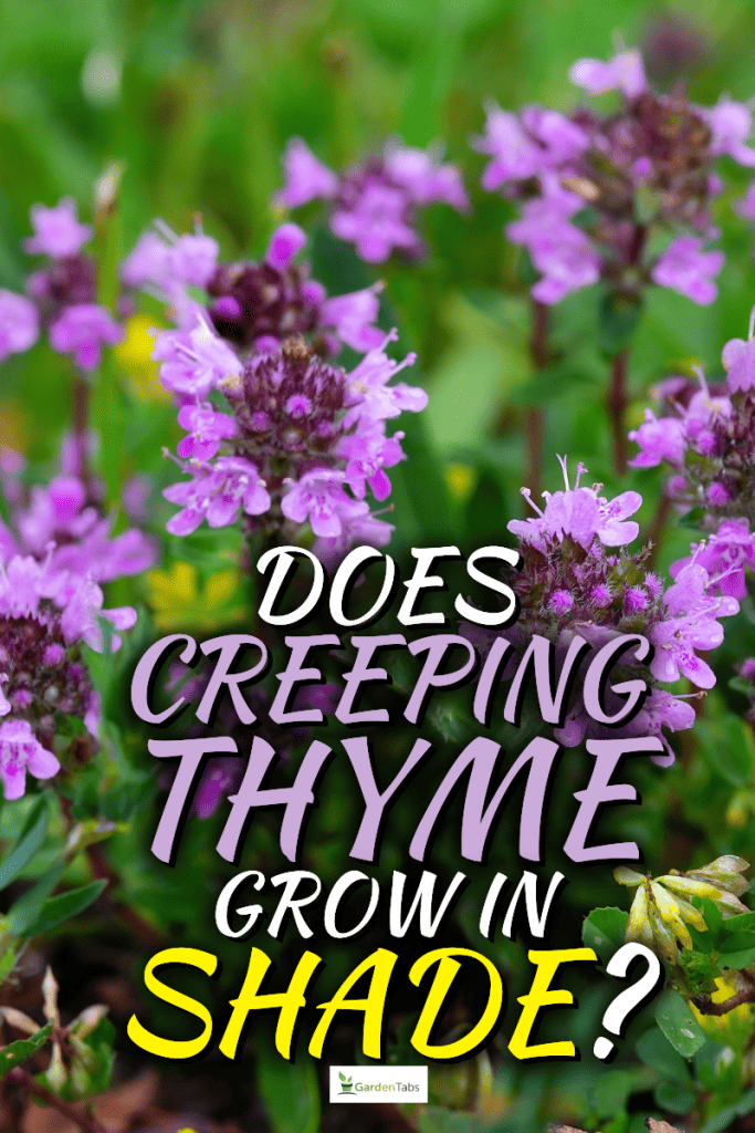 Does Creeping Thyme Grow In Shade?