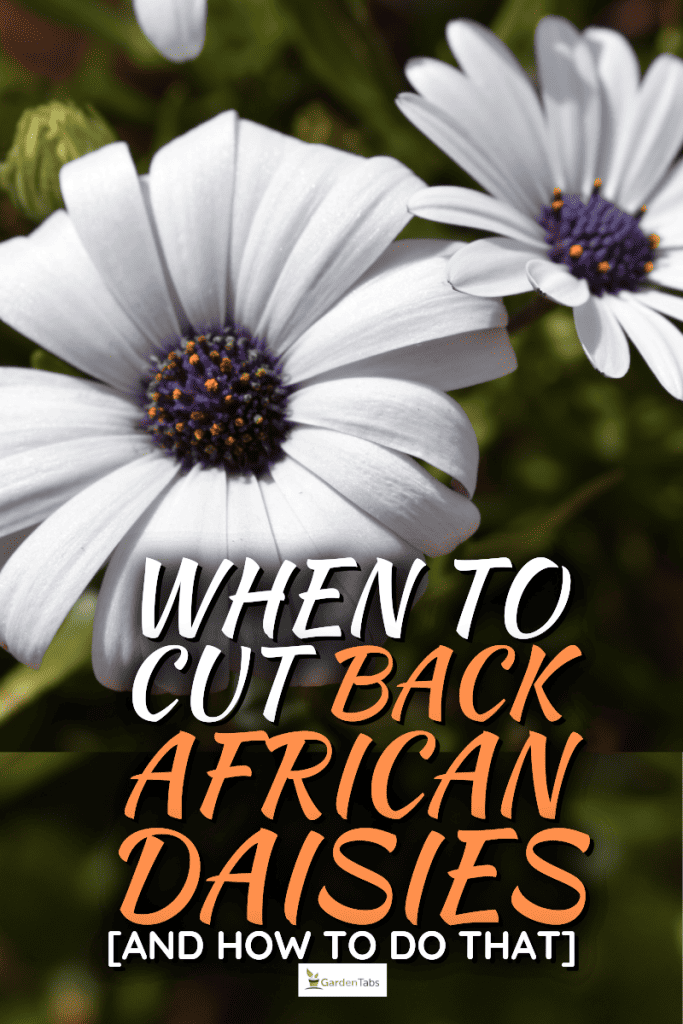 When To Cut Back African Daisies [And How To Do That]