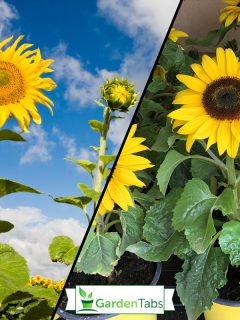 Two healthy sunflowers - one mature and fully showing its bright yellow flower heart, the second sunflower still an infant, and still in its bud stage - both outgrowing and thus outsmarting their neighbour sunflowers, shot against a background of a fresh blue summer sky with fluffy clouds above a large field of even size sunflowers., How Far Apart Should Sunflowers Be Planted?