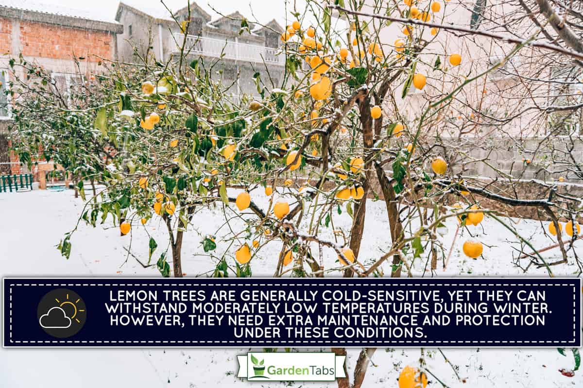 Lemon garden in winter. Lemon tree with yellow lemons in the snow., Can Lemon Trees Survive Winter Outside?
