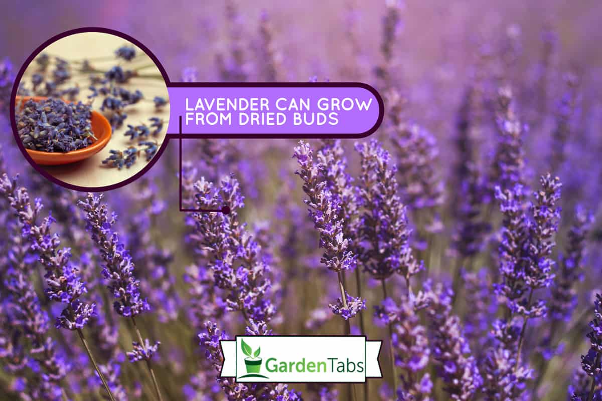 lavender flowers bloom on field, Can You Grow Lavender From Dried Buds?