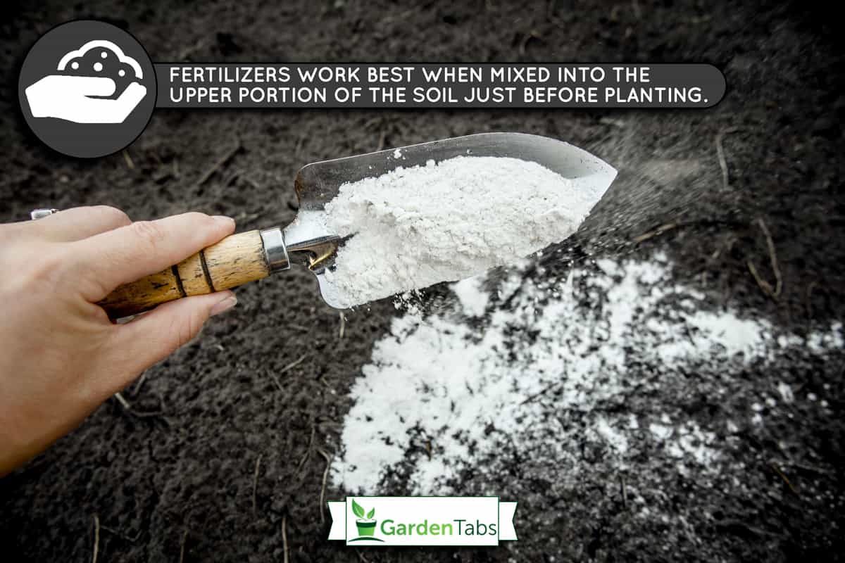 Gardener mixing fertilizer powder in garden soil to change the pH ant to provide more nutrients for plants concept, Can You Sprinkle Fertilizer On Top Of Soil?