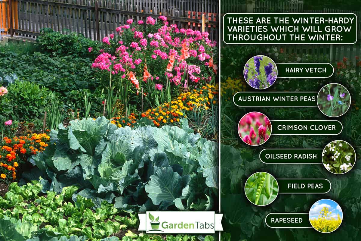 cottage garden, garden beds, Winter Cover Crops For Vegetable Gardens [17 Options You Should Try!]