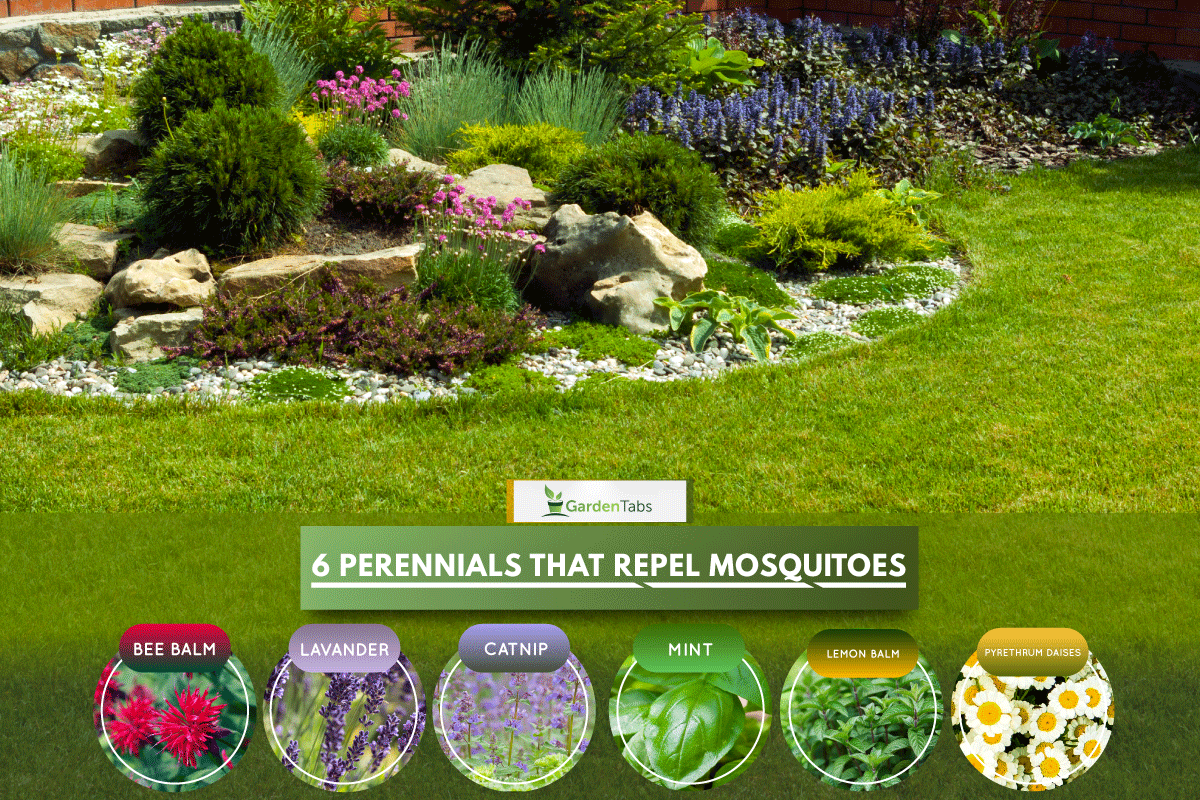 A Botanical garden full of perennial plant, 6 Zone 4 Perennials That Repel Mosquitoes