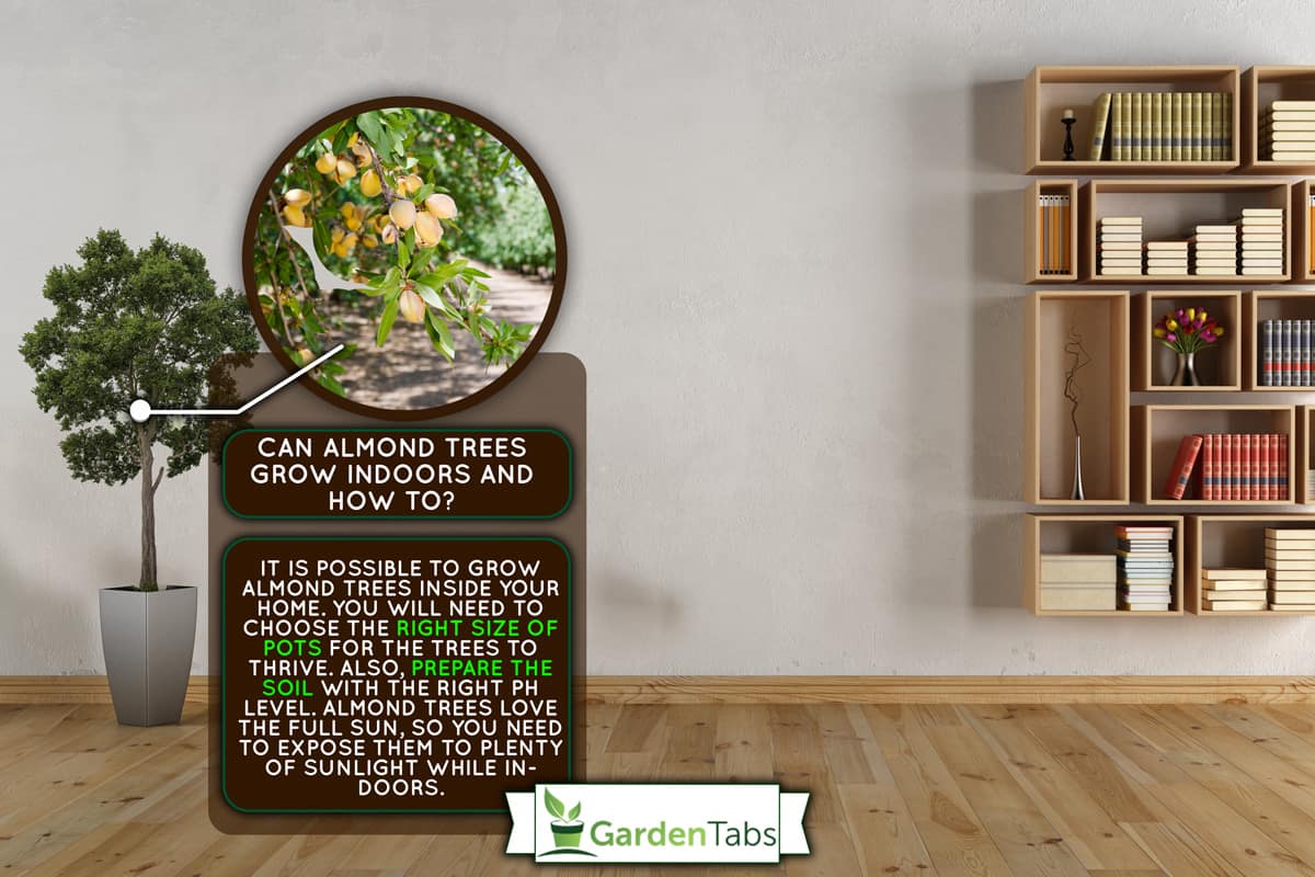 a photo of an almond tree indoor, Can Almond Trees Grow Indoors [And How To]? (Quick Guide For Beginners)