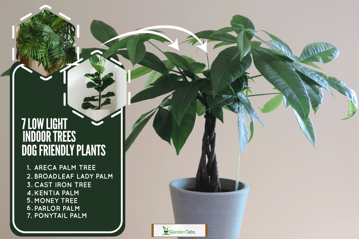 A Money Tree Plant with Ornate Braided Trunk in a white pot on a white, 7 Low Light Indoor Trees That Are Safe For Dogs