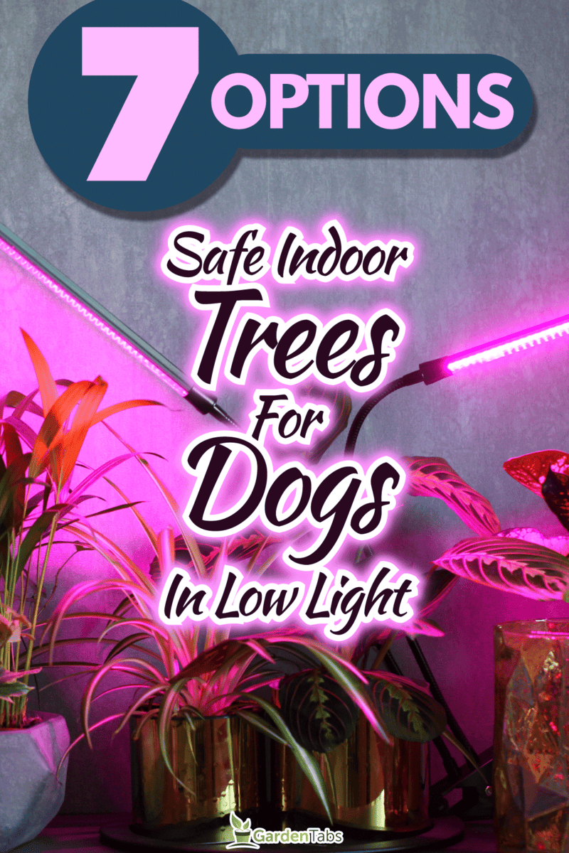 7 Low Light Indoor Trees That Are Safe For Dogs