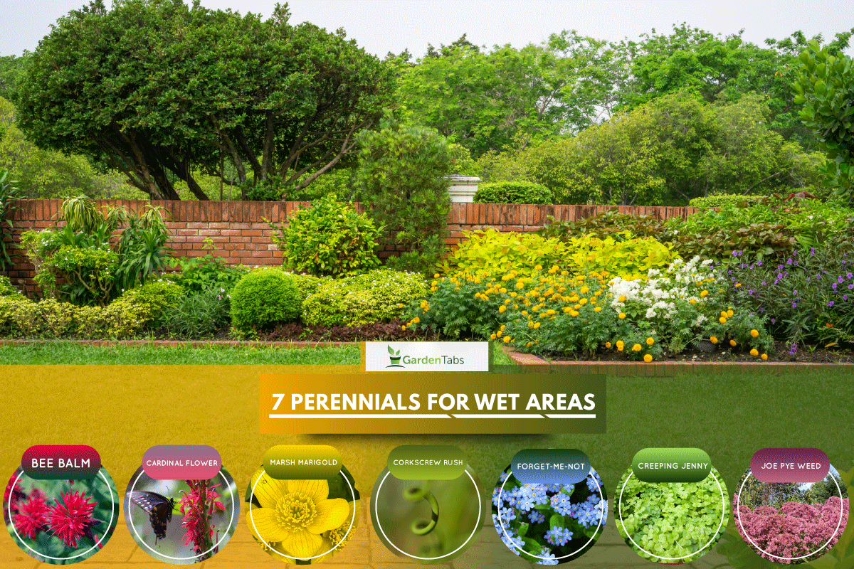 English cottage garden, colorful flowering plant and green grass lawn full of mix perennials,7 Zone 4 Perennials For Wet Areas