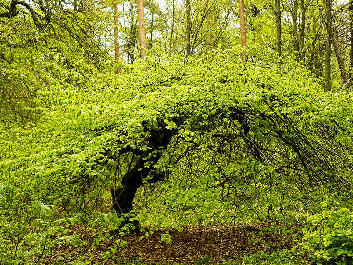 A Fau de Verzy dwarf oak tree in the forest