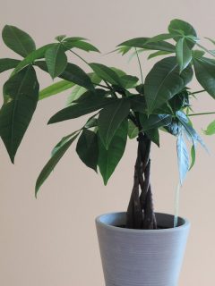 A Money Tree Plant with Ornate Braided Trunk in a white pot on a white, 7 Low Light Indoor Trees That Are Safe For Dogs