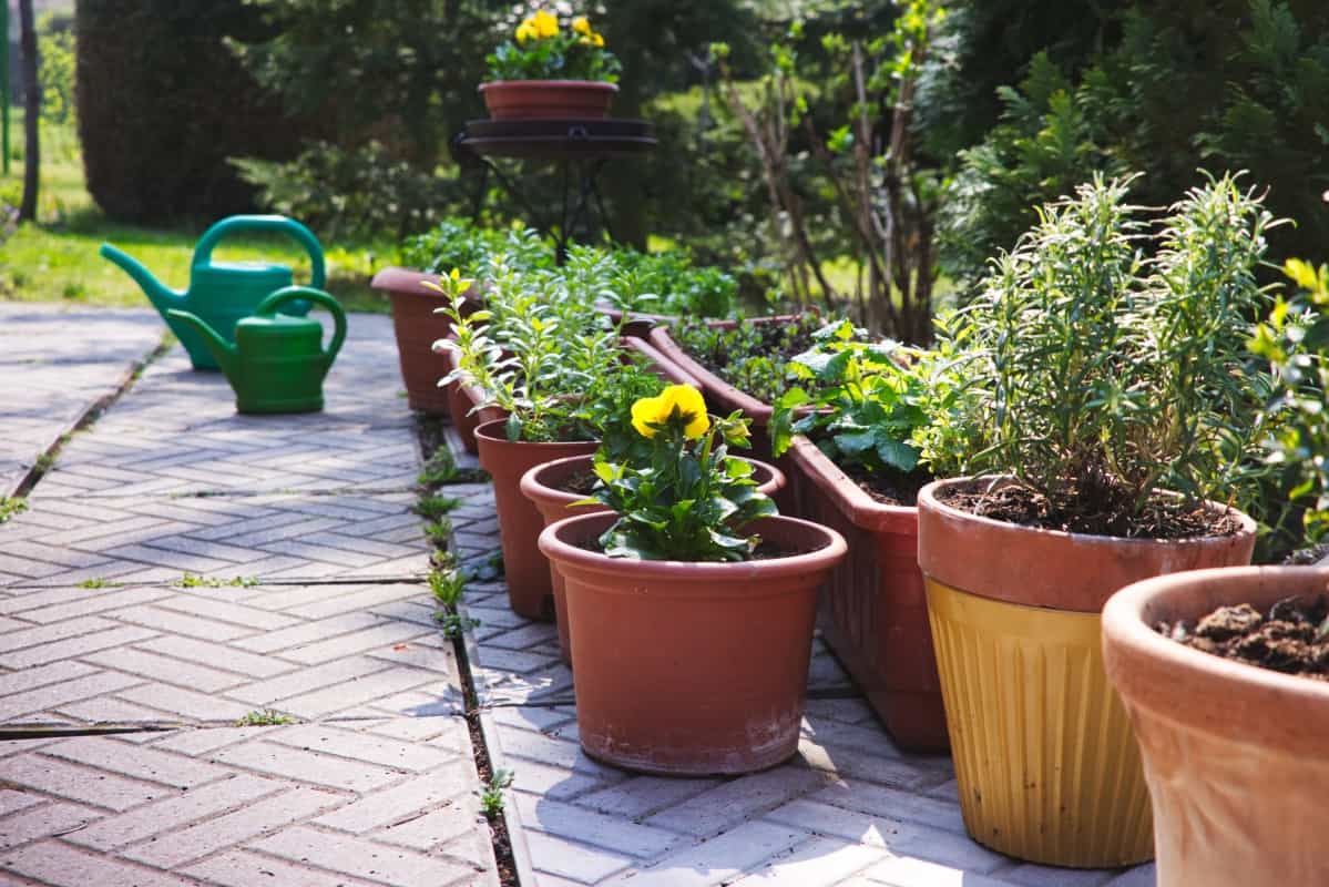 A Ray of Gray - flowerpots and watering cans on pavement in garden