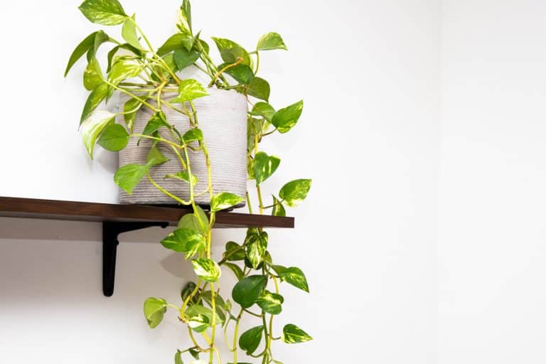 A beautiful devil's vine or devil's ivy plant in a flowerpot on the wooden shelf