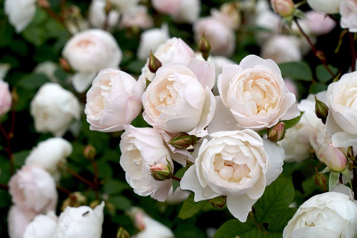 A beautiful white rose bred Desdemona