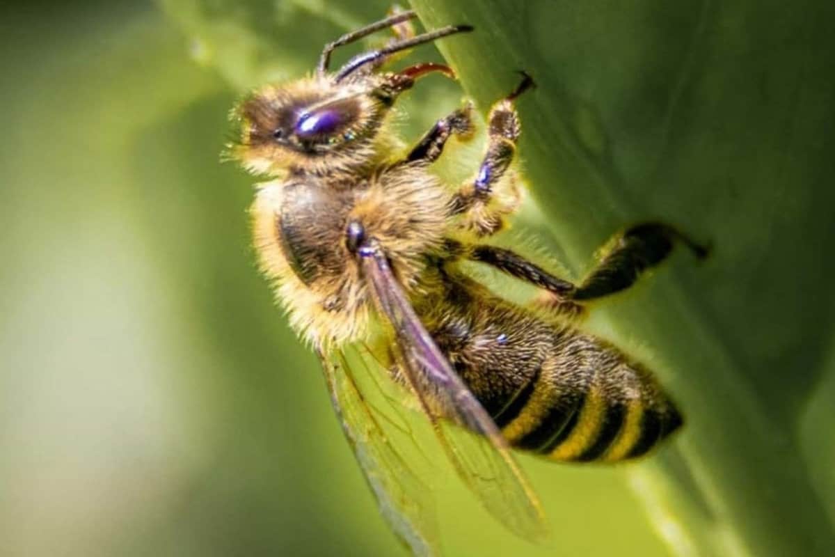 A bee with a shaggy, gray, yellow-striped belly sits on the back of a green leaf