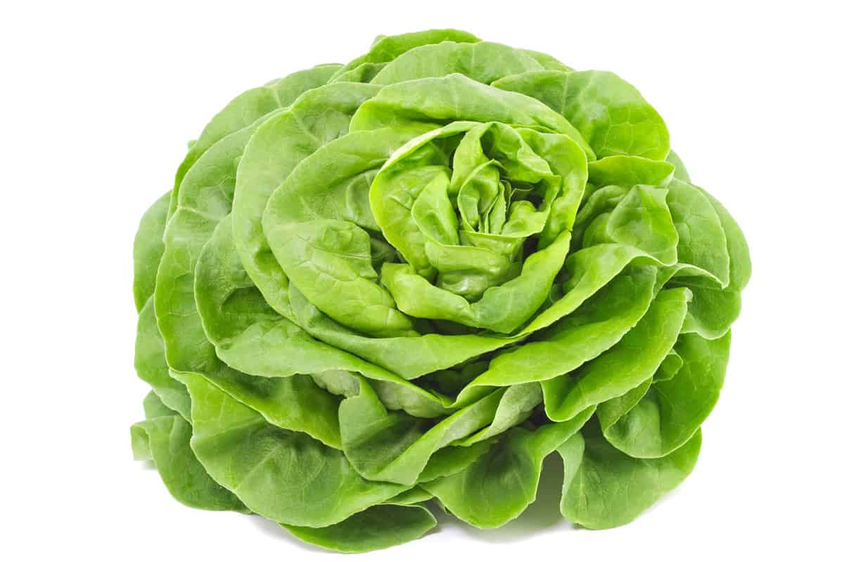 A big ball of healthy lettuce