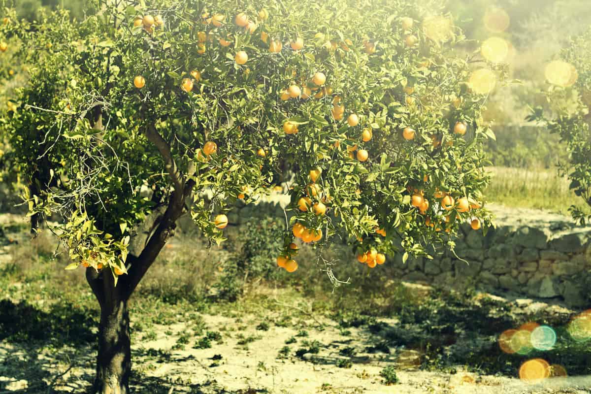 A big healthy lemon tree with lots of ripe bearings at small plantation