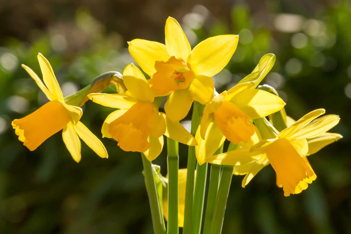 A bunch of miniature Daffodils — Photo