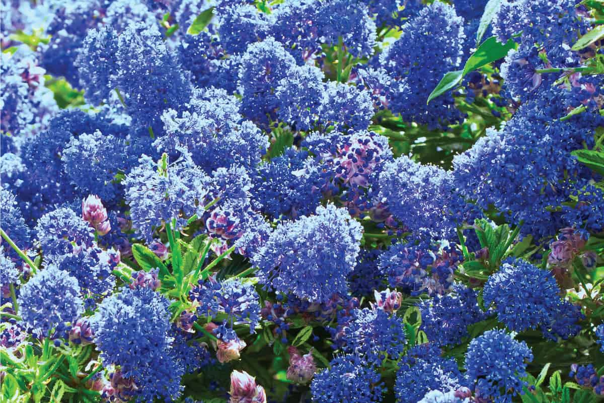 A close up of a blue Californian lilac bush