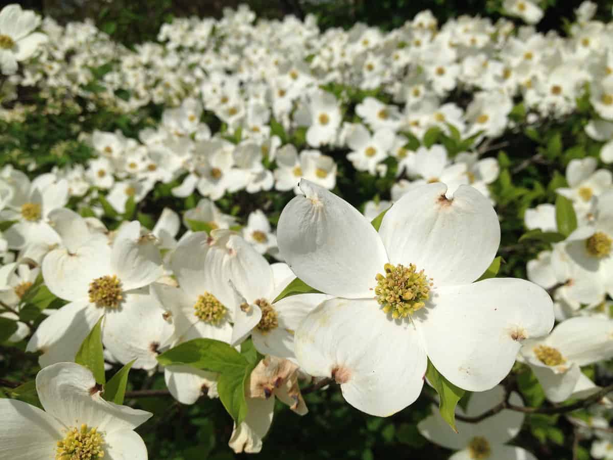 A close-up of dogwood flowers blooming
