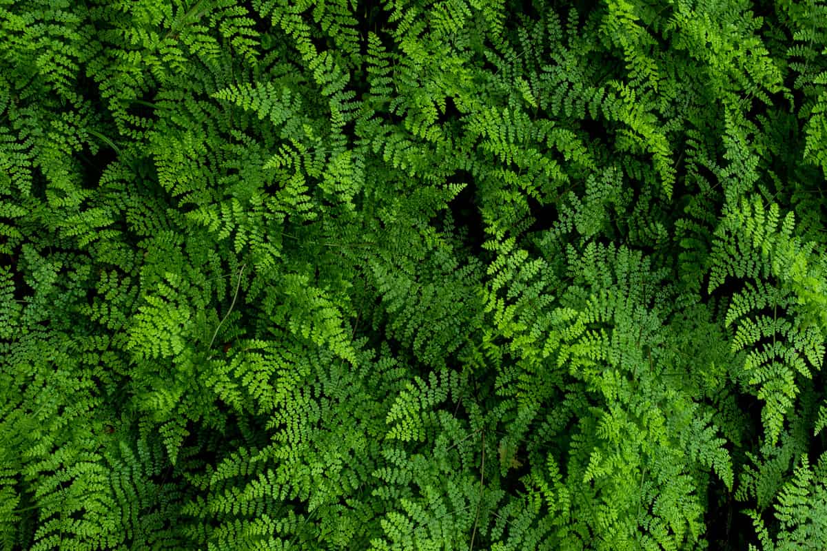 A crowded fern plantation