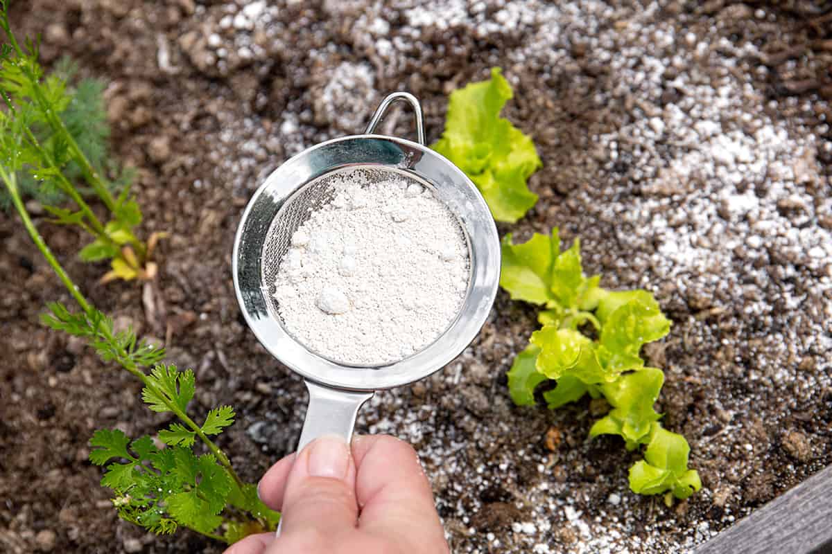 A gardener applies Diatomaceous earth powder for non-toxic organic insect repellent on salad in a vegetable garden.