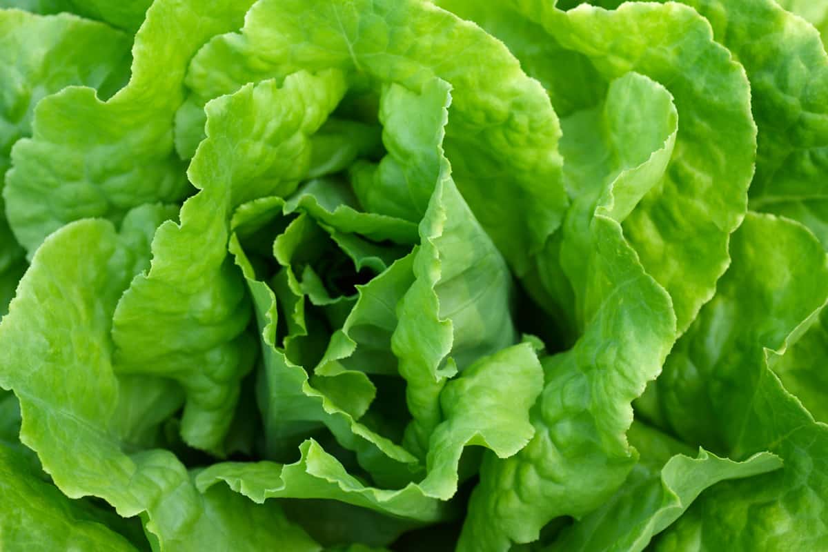 A green and healthy lettuce