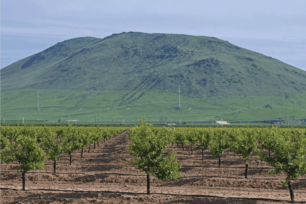 A grove of young orange trees is shown during a late afternoon day in Central California, USA.