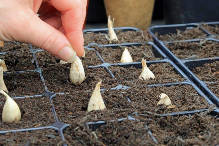A hand sowing a freesia bulb into a compost filled seeding tray grown in a potting shed, Freesia Bulbs Not Sprouting - What To Do?