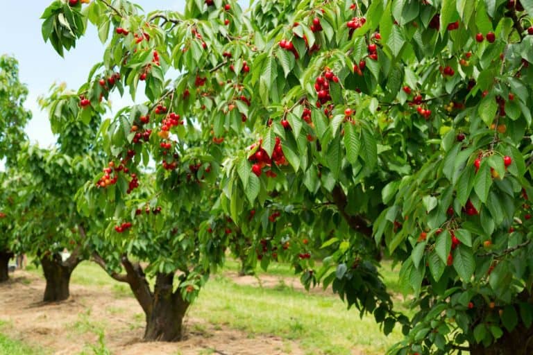 ripe, sweet cherries on the tree in the garden - When To Plant Cherry Trees By Zone? [And Tips For Best Growth]