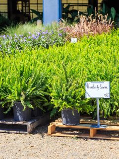 A plantation of Kimberly Ferns, How To Overwinter Kimberly Queen Ferns