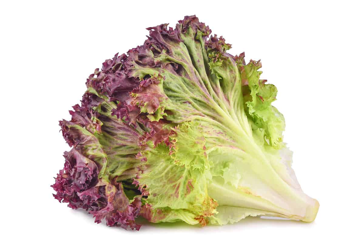 A purple lettuce on a white background