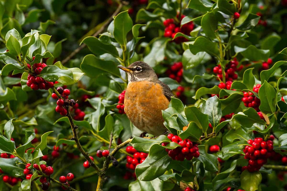 A robin is perched on a holly tree branch