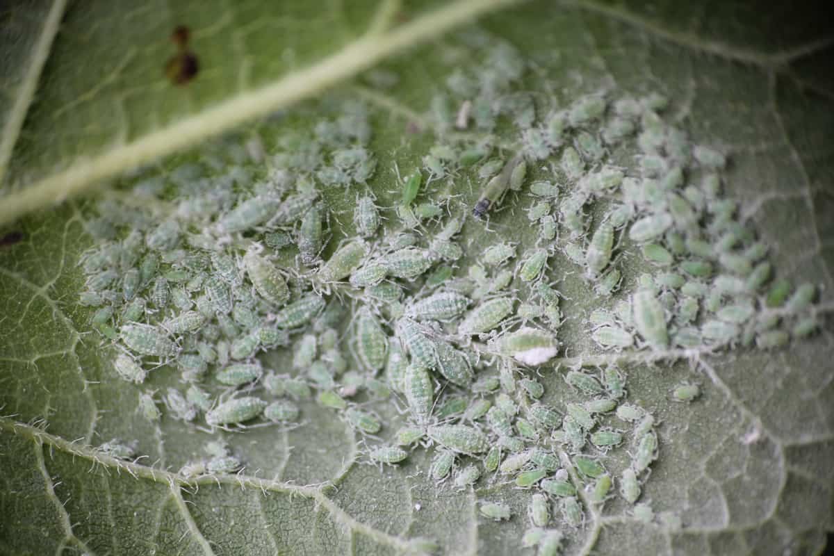 A small colony of mealy bug gathering on a leaf