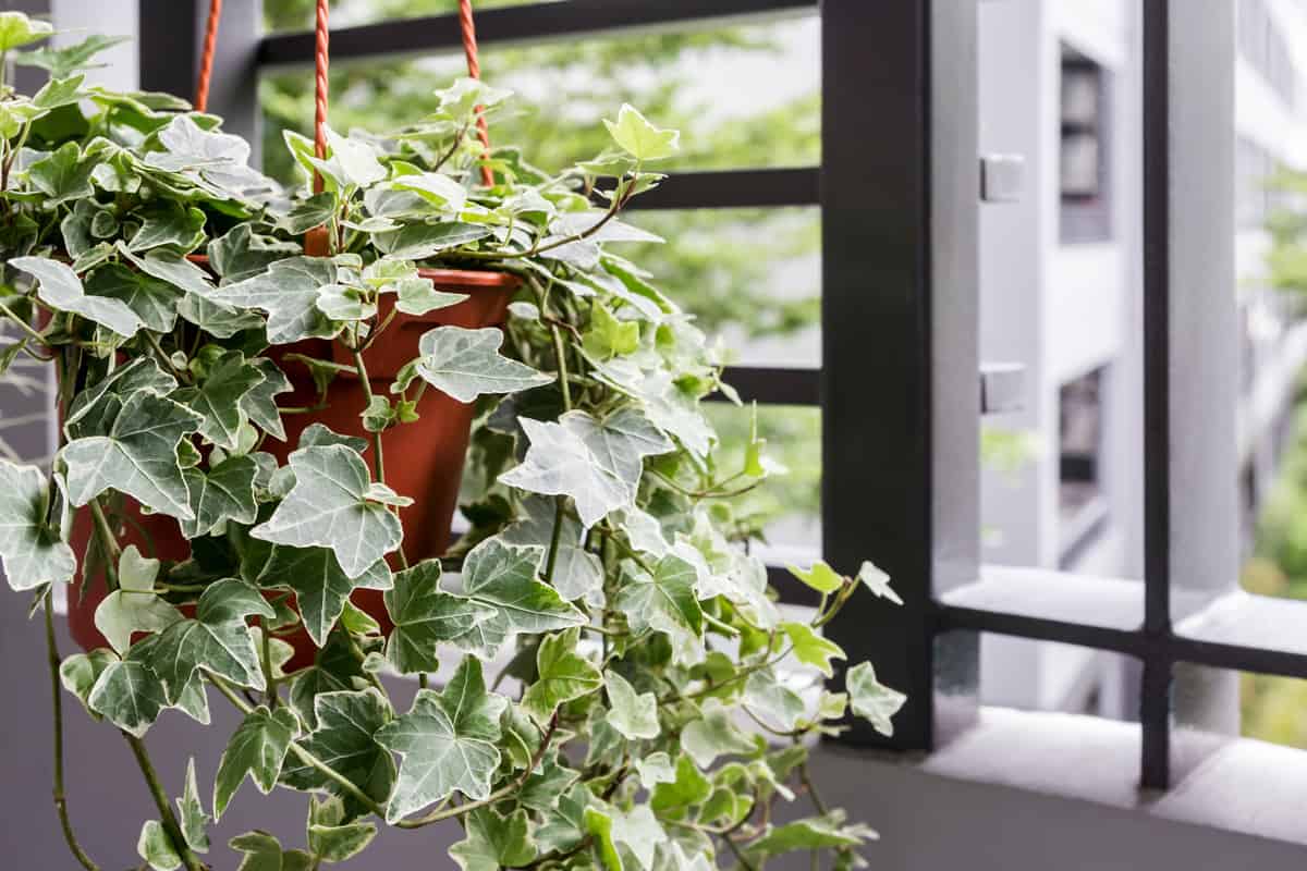A small hanging pot with beautiful white English Ivy