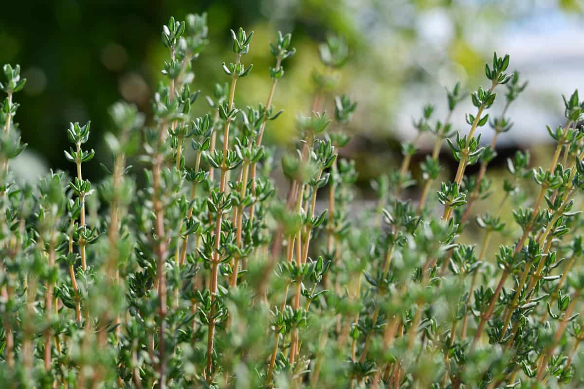 A small plantation of Thyme in the garden