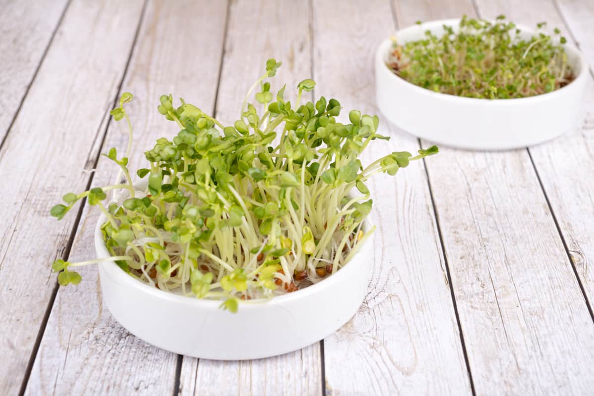 A small pot planted with microgreens on the table