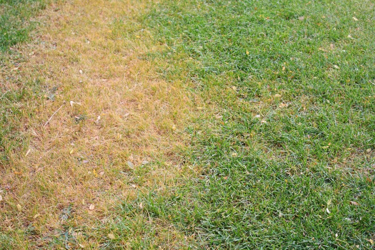 A spot of dead grass.Lawn turning yellow - My Lawn Is Turning Yellow - What Is Happening
