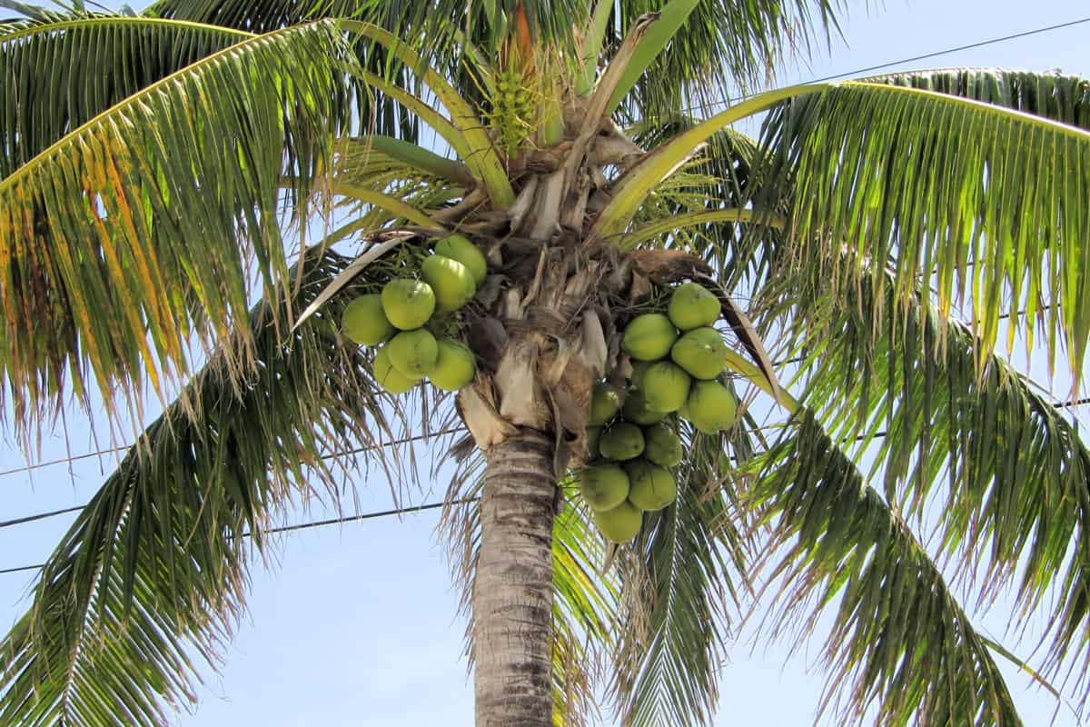 A tall coconut tree