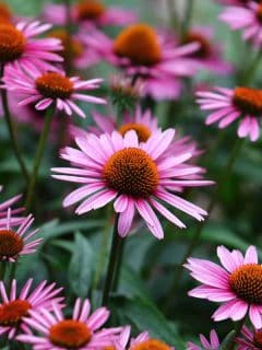 A vibrant growing patch of Echinacea Purpurea also known as Purple Coneflower
