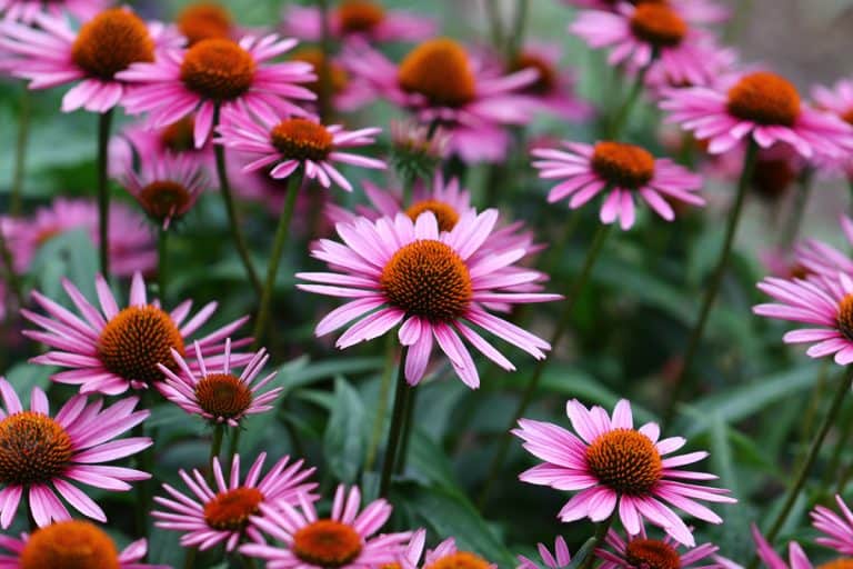 A vibrant growing patch of Echinacea Purpurea also known as Purple Coneflower
