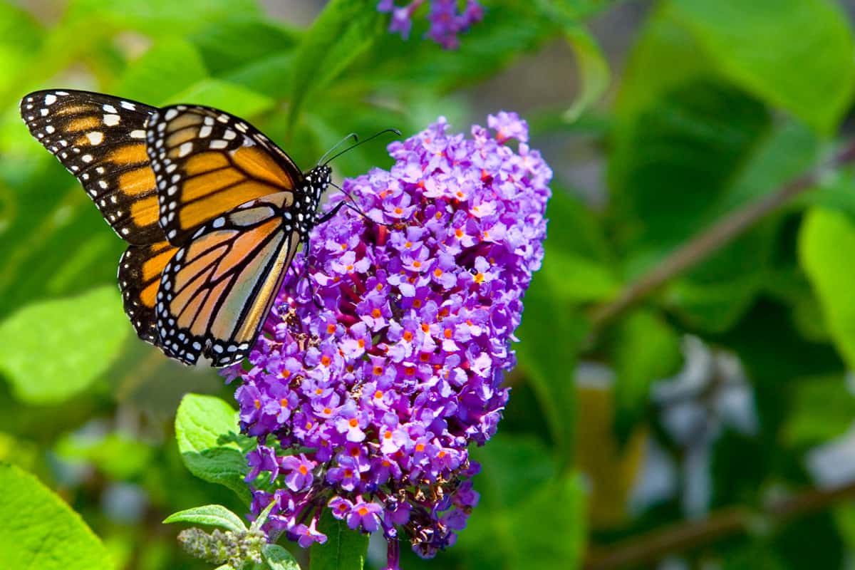 A vibrantly colourful monarch butterfly upon a purple butterfly bush