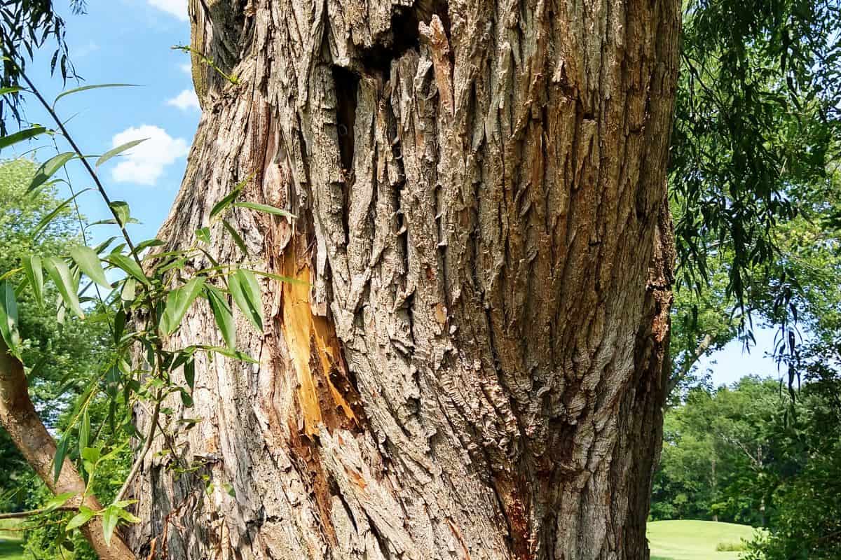A willow tree on a golf course in New Jersey has a severe split of it's bark with partial separation.