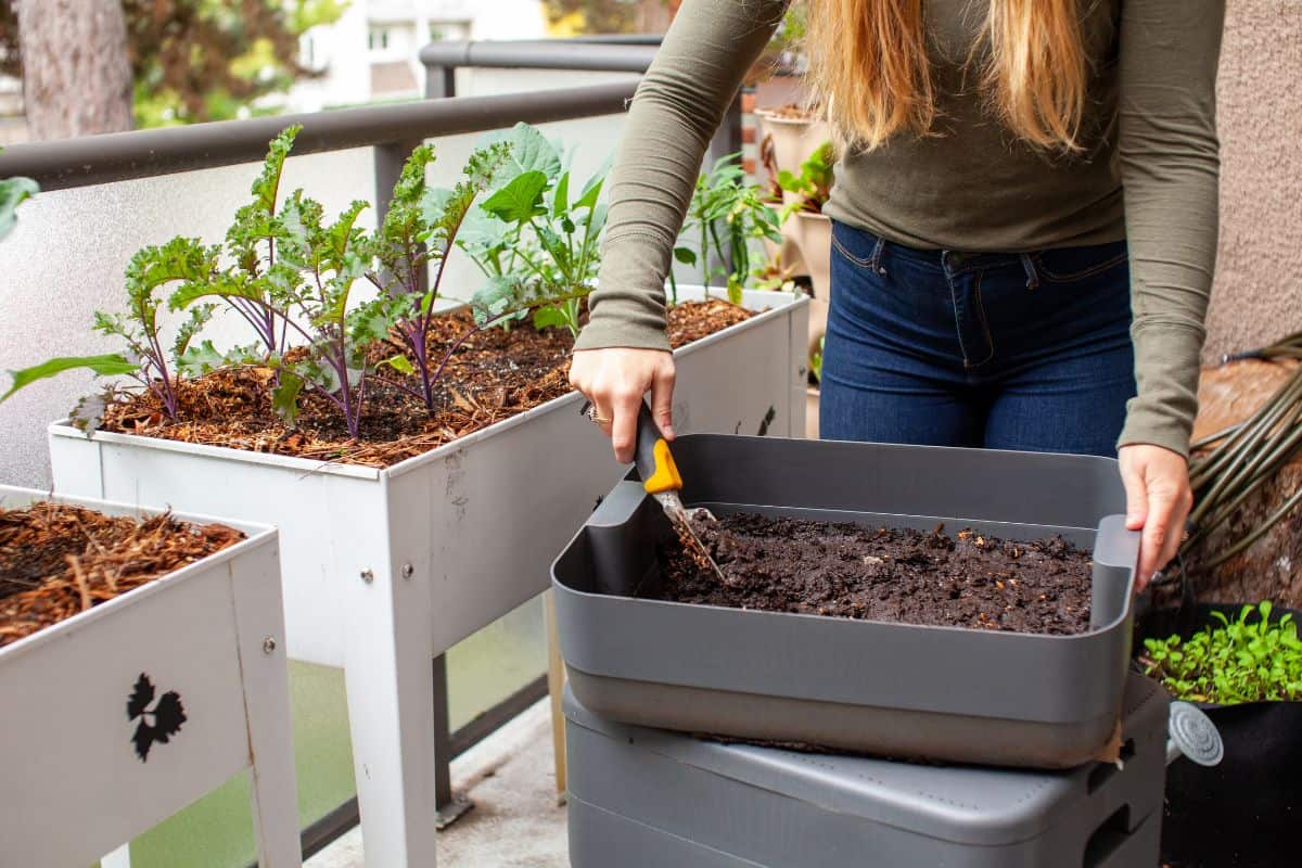 A women harvests fresh worm castings (compost) from a vermicomposter on her balcony, into her raised planter garden on her patio. She is side dressing small plant starts for fall — Photo