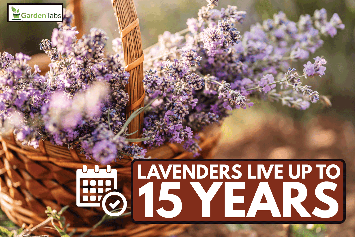 A woven basket filled with purple lavender. How Long Do Lavender Plants Last