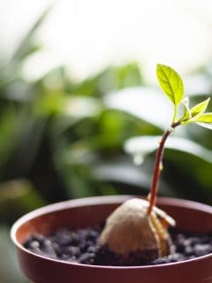 A young fresh avocado sprout with leaves grows from a seed in a pot, When Is The Best Time To Plant An Avocado Tree In Texas?