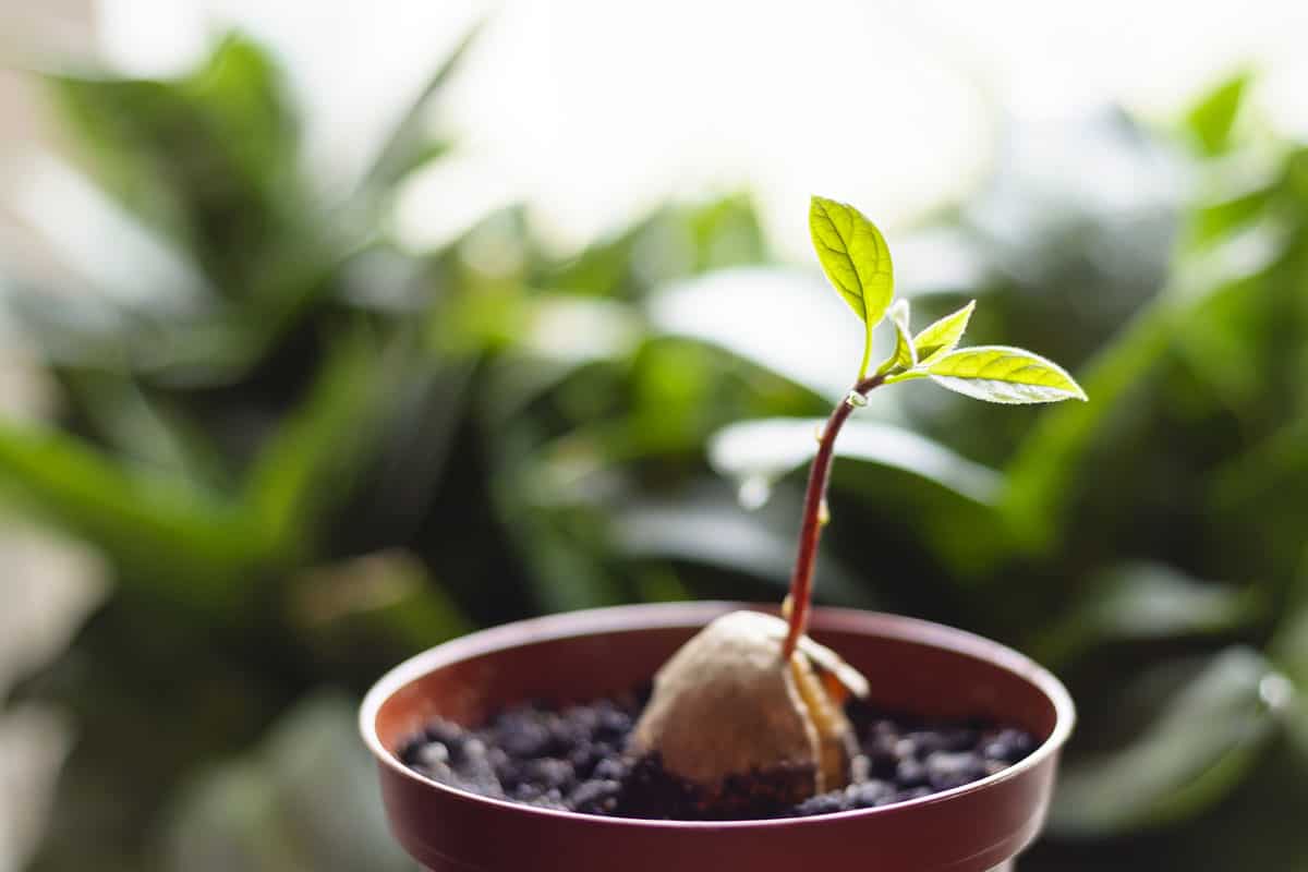 A young fresh avocado sprout with leaves grows from a seed in a pot