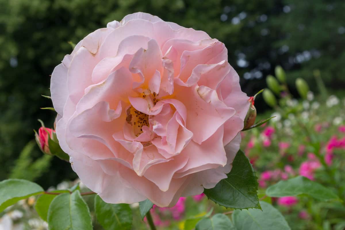 An attractive open flower of the English rose Generous Gardener with lush petals of pale pink or cream color with two small buds on the same stem against the background of a flower bed and green trees