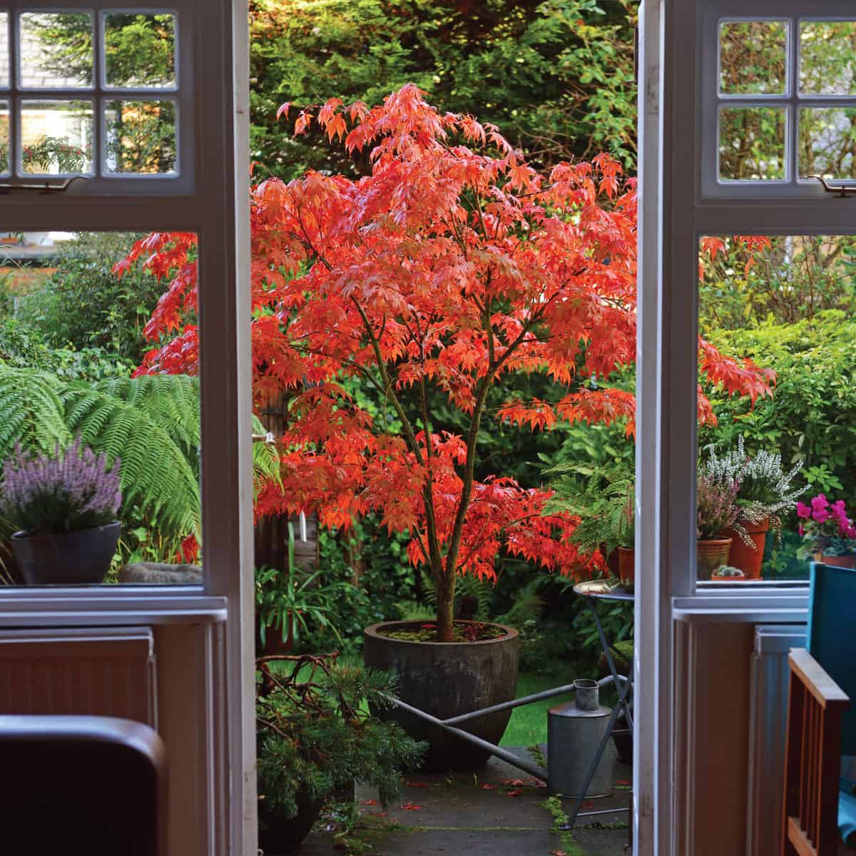 Acer (Japanese Maple) growing in a pot - in full autumn glory and framed in a garden doorway