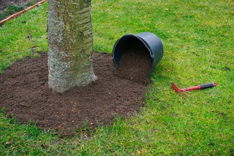 Adding soil around a tree, How To Remove Grass Around Fruit Trees